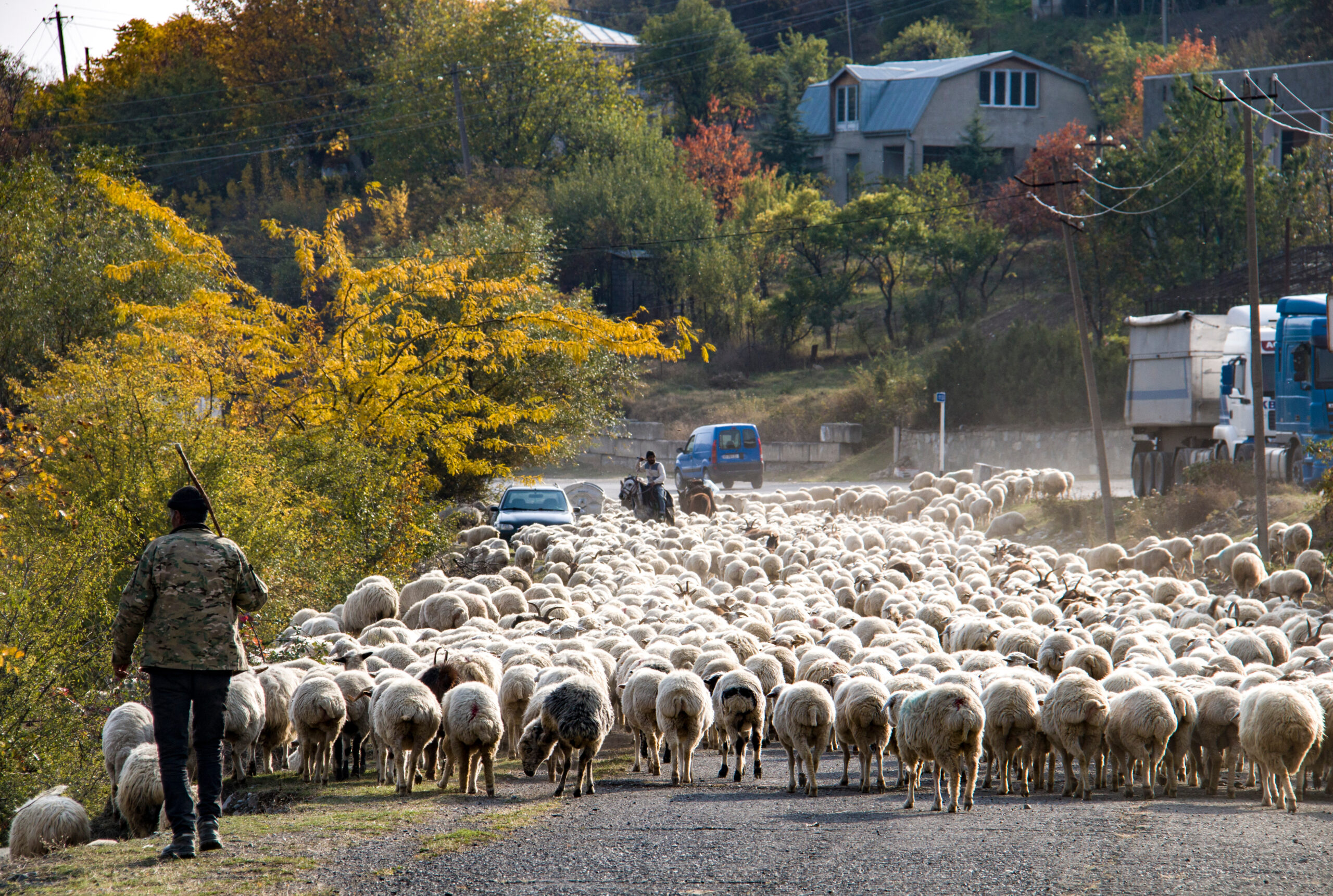 production-services-and-filming-in-georgia-via-swixer-flock-of-sheep-along-the-road